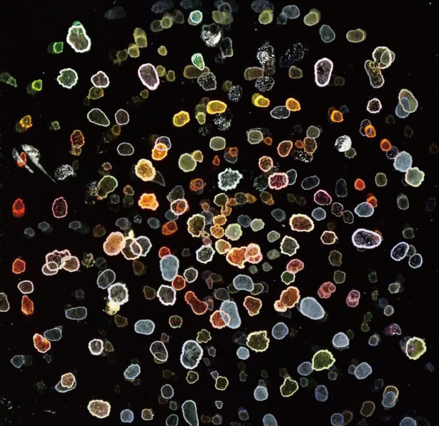 「コーヒーリングの宝石」松谷晃宏氏（東京工業大学）／第13回 JSAPフォト＆イラスト コンテスト（Science As Art） 優秀賞